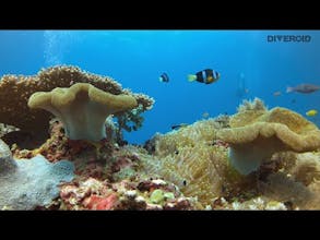 DIVEROID gallery image