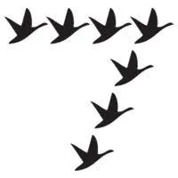 7Geese