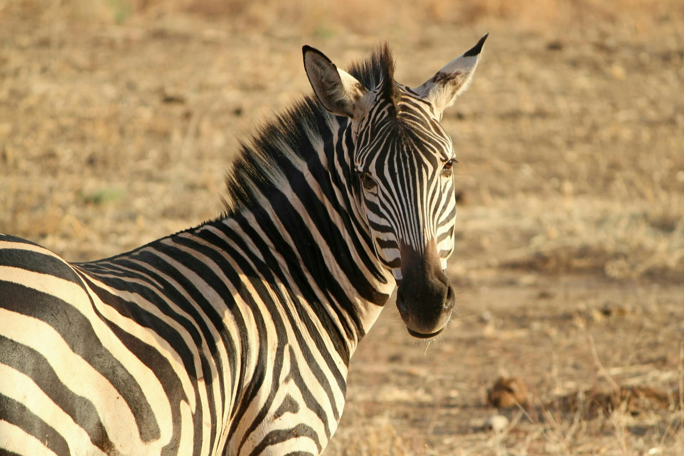 Africantrust Safari gallery image