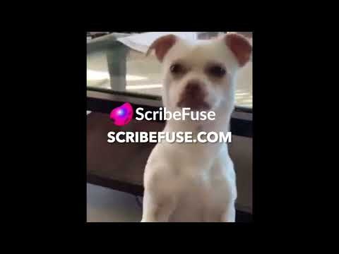 ScribeFuse gallery image