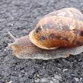 Internet Of Snail