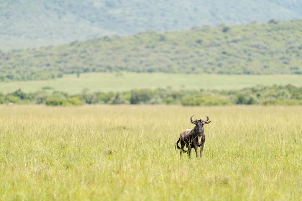 Africantrust Safari gallery image