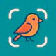 Bird Identifier: Cikcik
