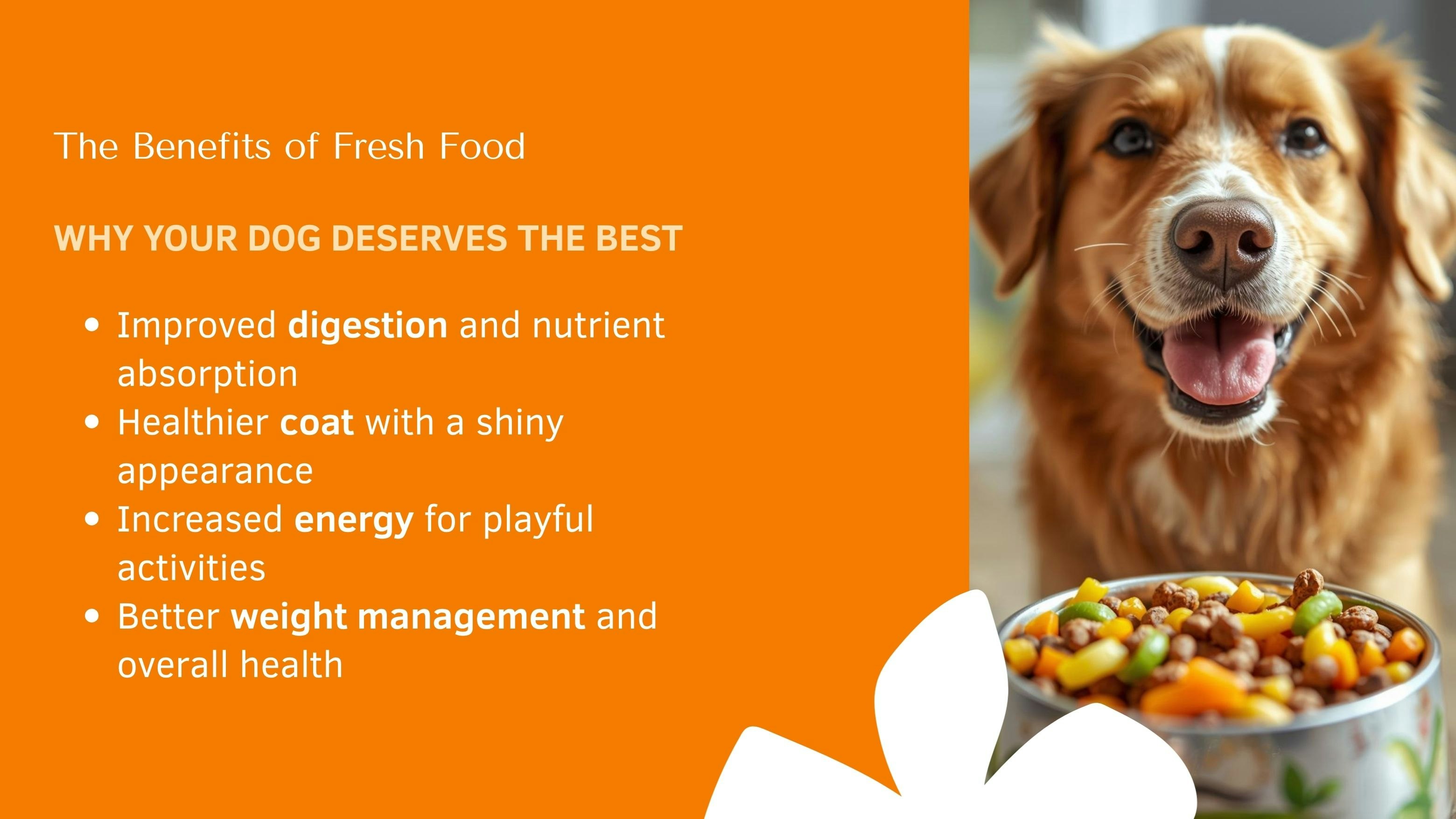2026 Homemade Dog Food Guide  gallery image