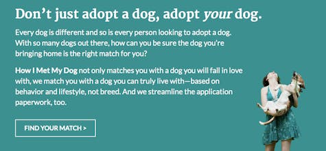 How I Met My Dog gallery image