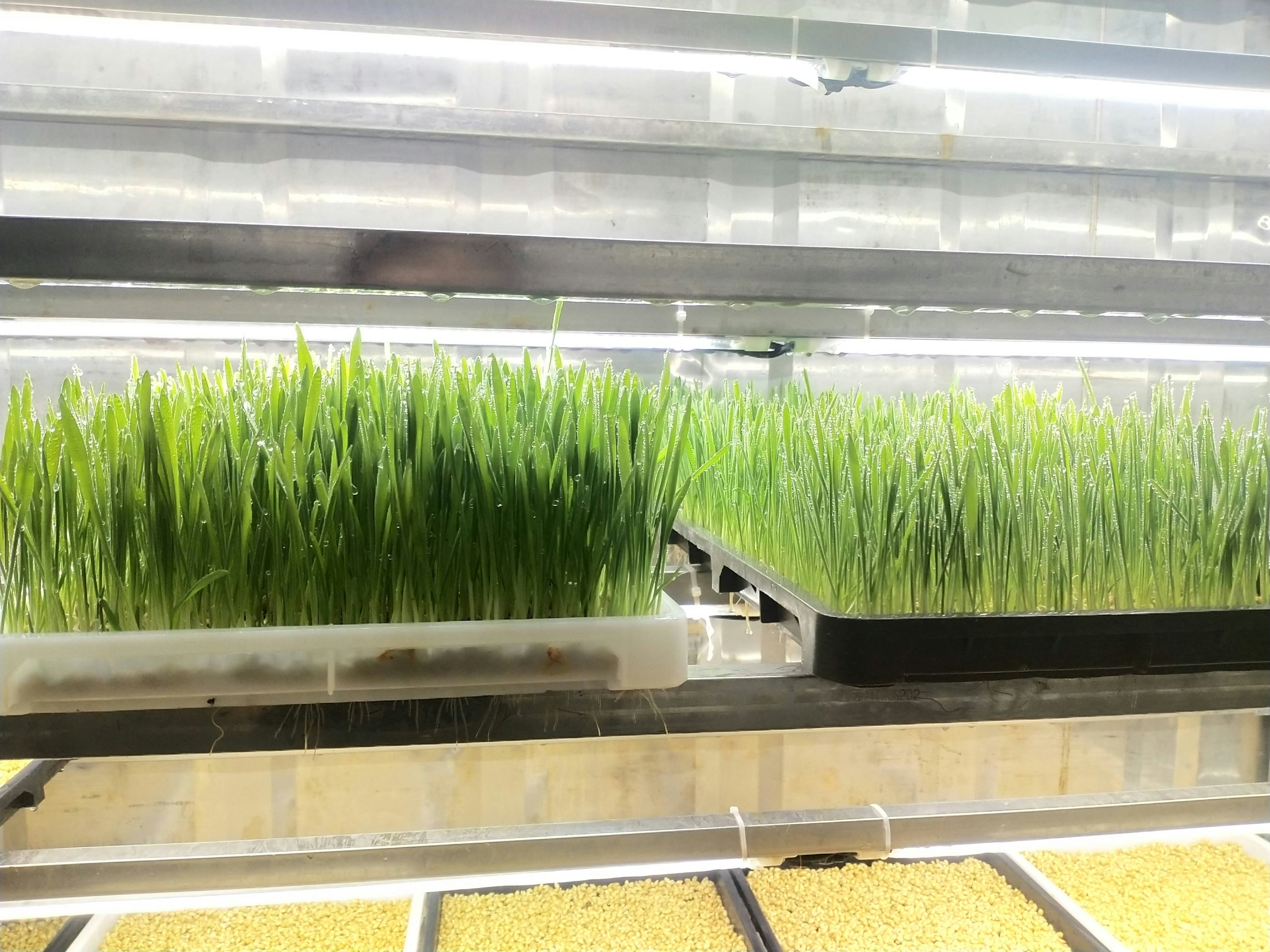 Hydro Fodder System - Screenshot 4 showing product features and functionality