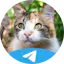 I'm on Telegram FYI
