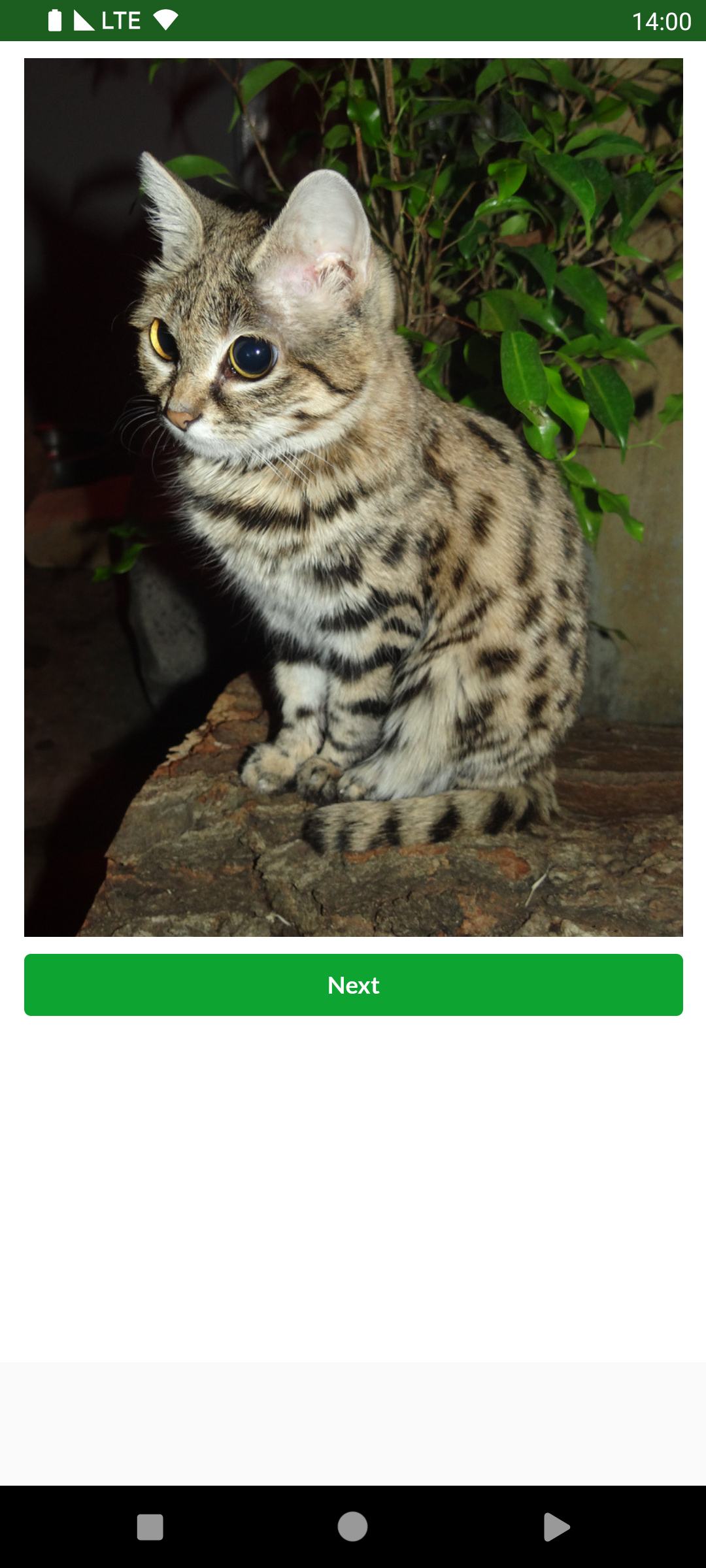 Immagini per gatti - Immagini per gatti media 5