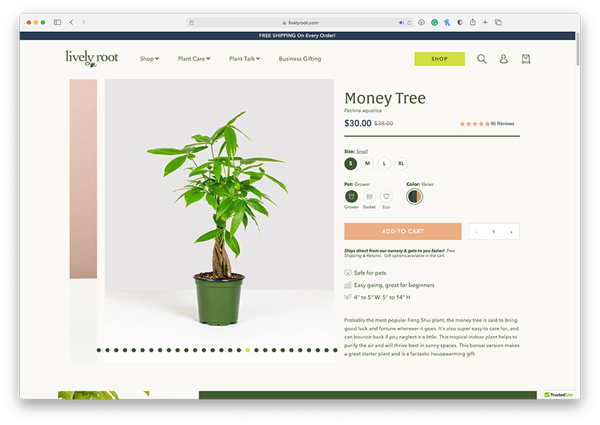 Lively Root gallery image
