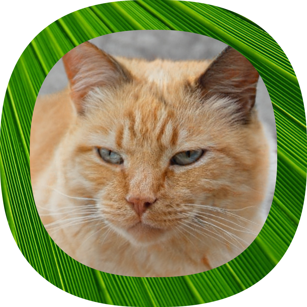 Clubhouse Avatar Pro gallery image