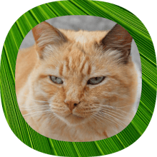 Clubhouse Avatar Pro gallery image