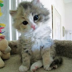 The Random Kitten Generator gallery image