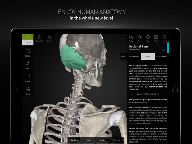 Anatomyka gallery image