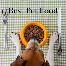 What is the Best Pet Food for a Pet? gallery image