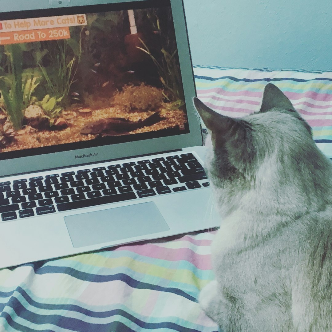 RelaxMyCat gallery image