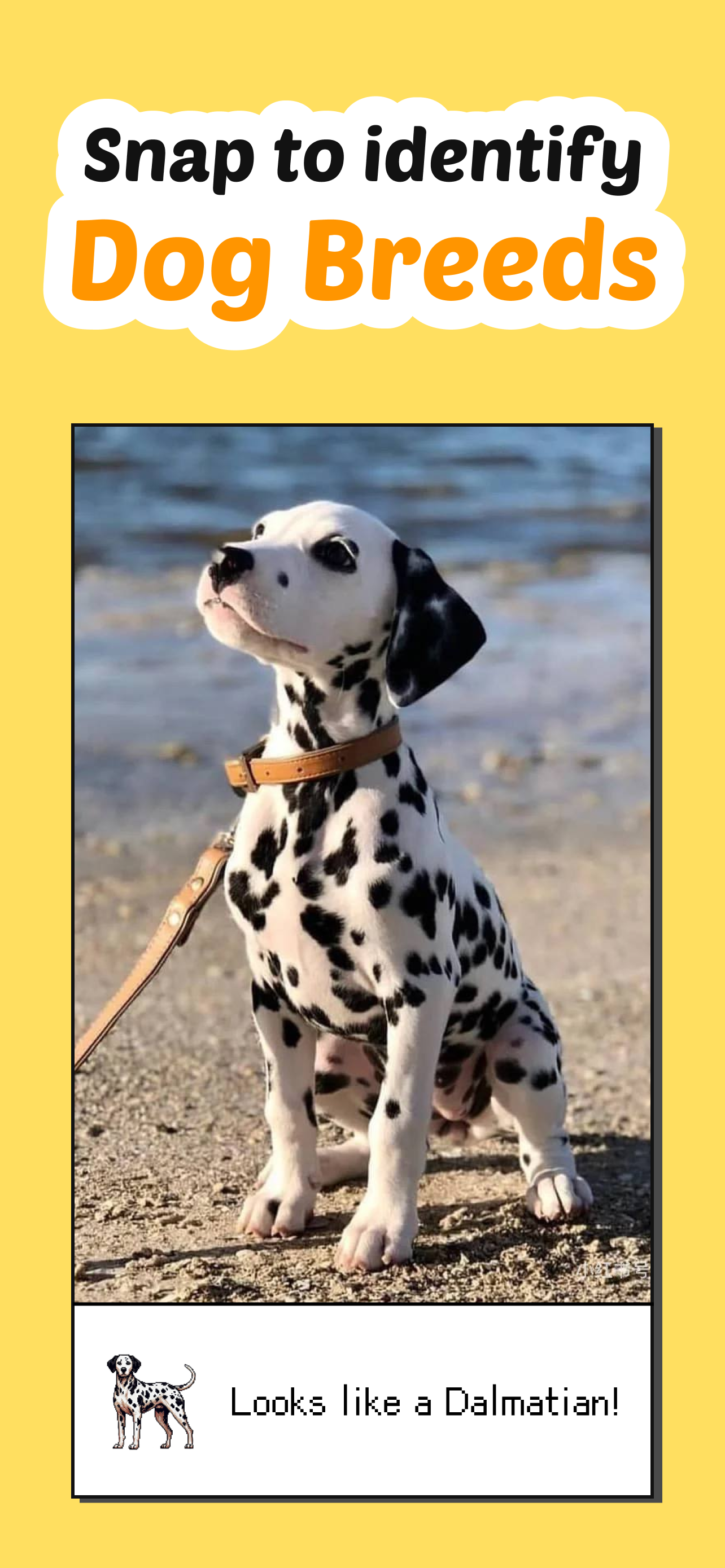 Média Dogmon - Identificateur de race de chien - Identification de la race de chien.Construisez la collection exclusive. 1