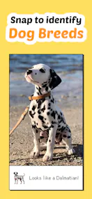 Dogmon - Dog Breed Identifier