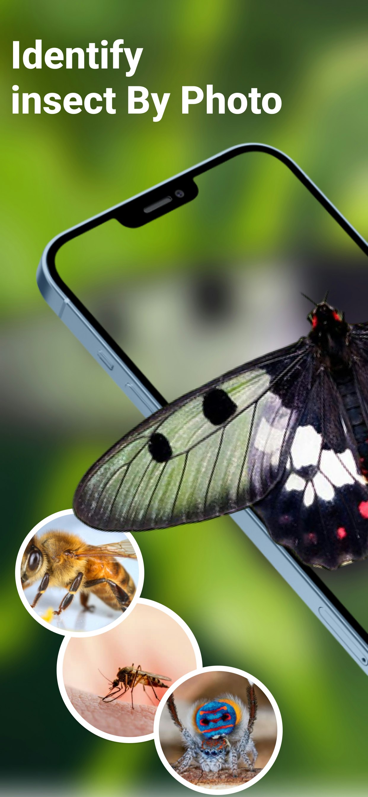 Bug Identifier : Insect ID gallery image