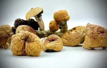 Order Magic Mushrooms Online gallery image