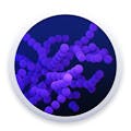 CoronaVirus Outbreak Tracker