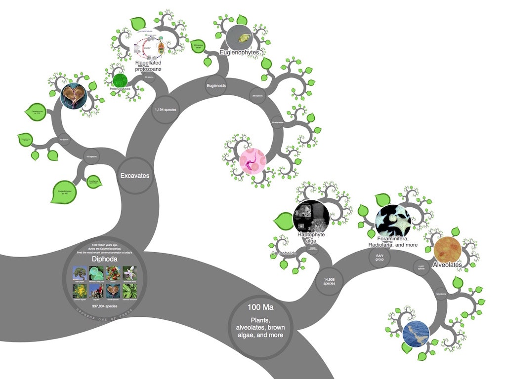 The Tree of Life gallery image