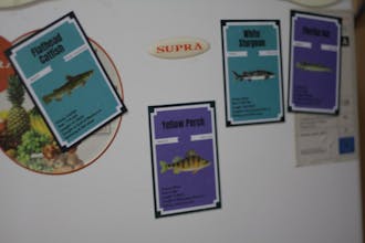 NFTs fishing - catch your rare NFT fish! gallery image