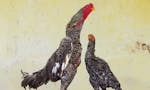 Aseel Wallpaper Birds Wallpaper image