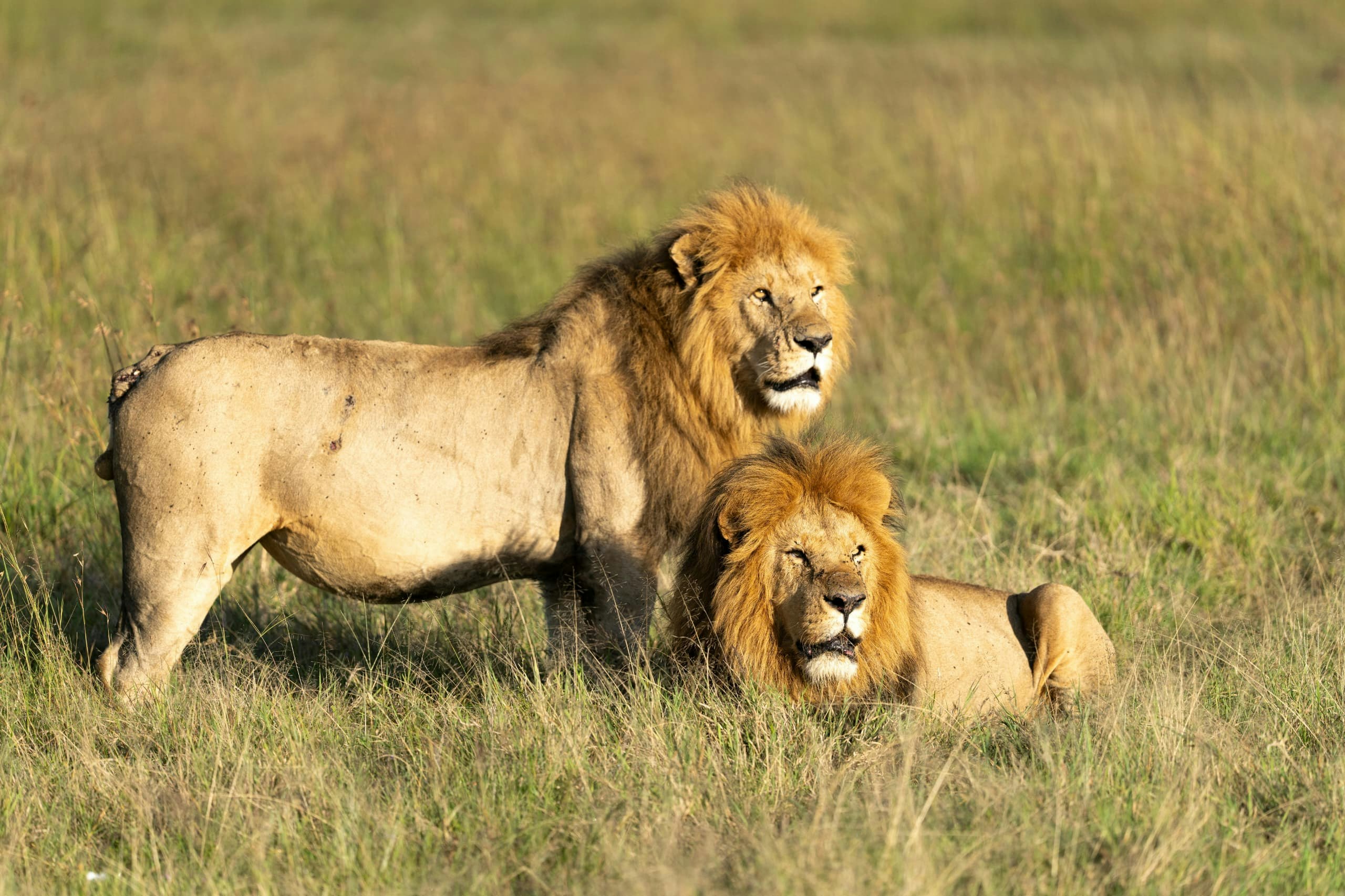 Africantrust Safari gallery image