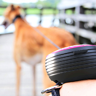 ReLeash gallery image