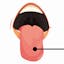 Human body organs