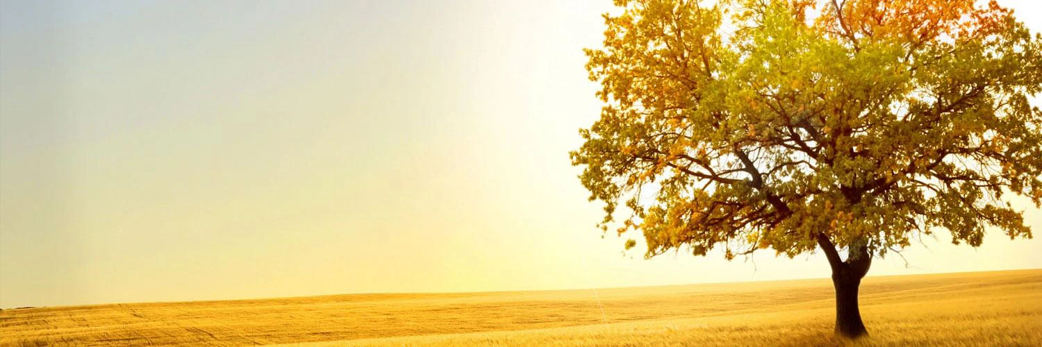 Vincent Nguyen cover