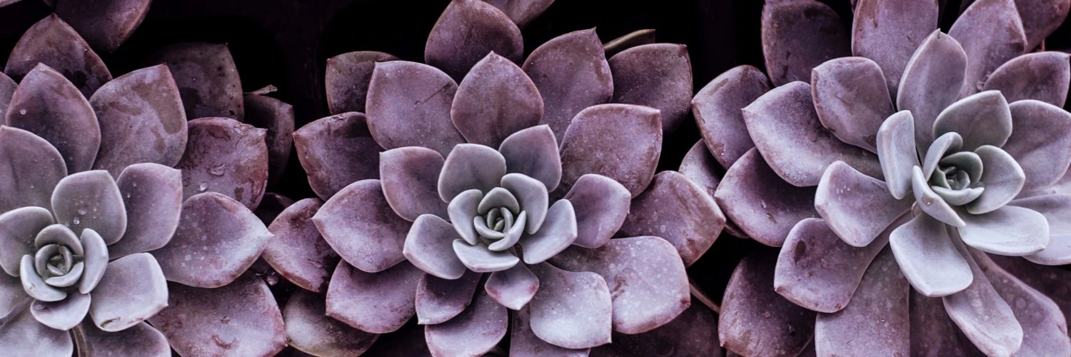 Courtney Rogin cover