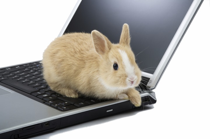 RabbutFacts gallery image