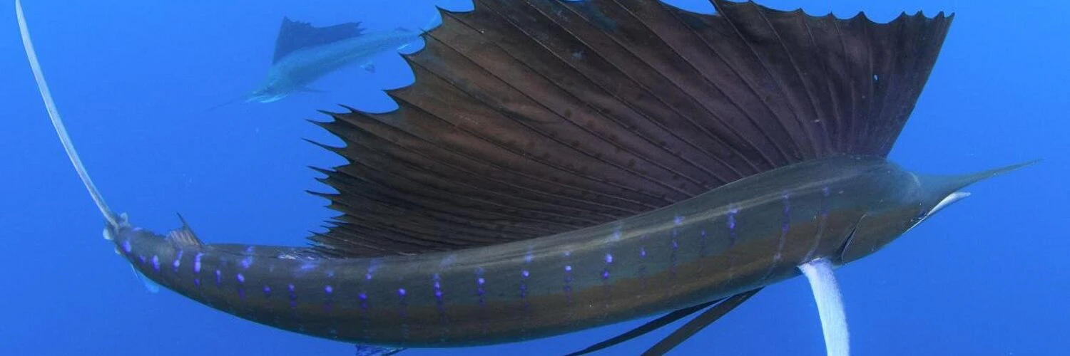 Sterling Zumbrunn cover