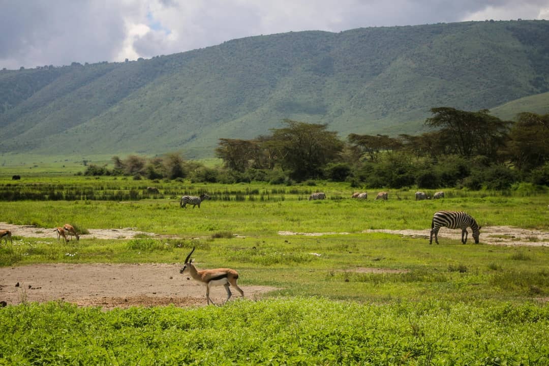 Africantrust Safari gallery image