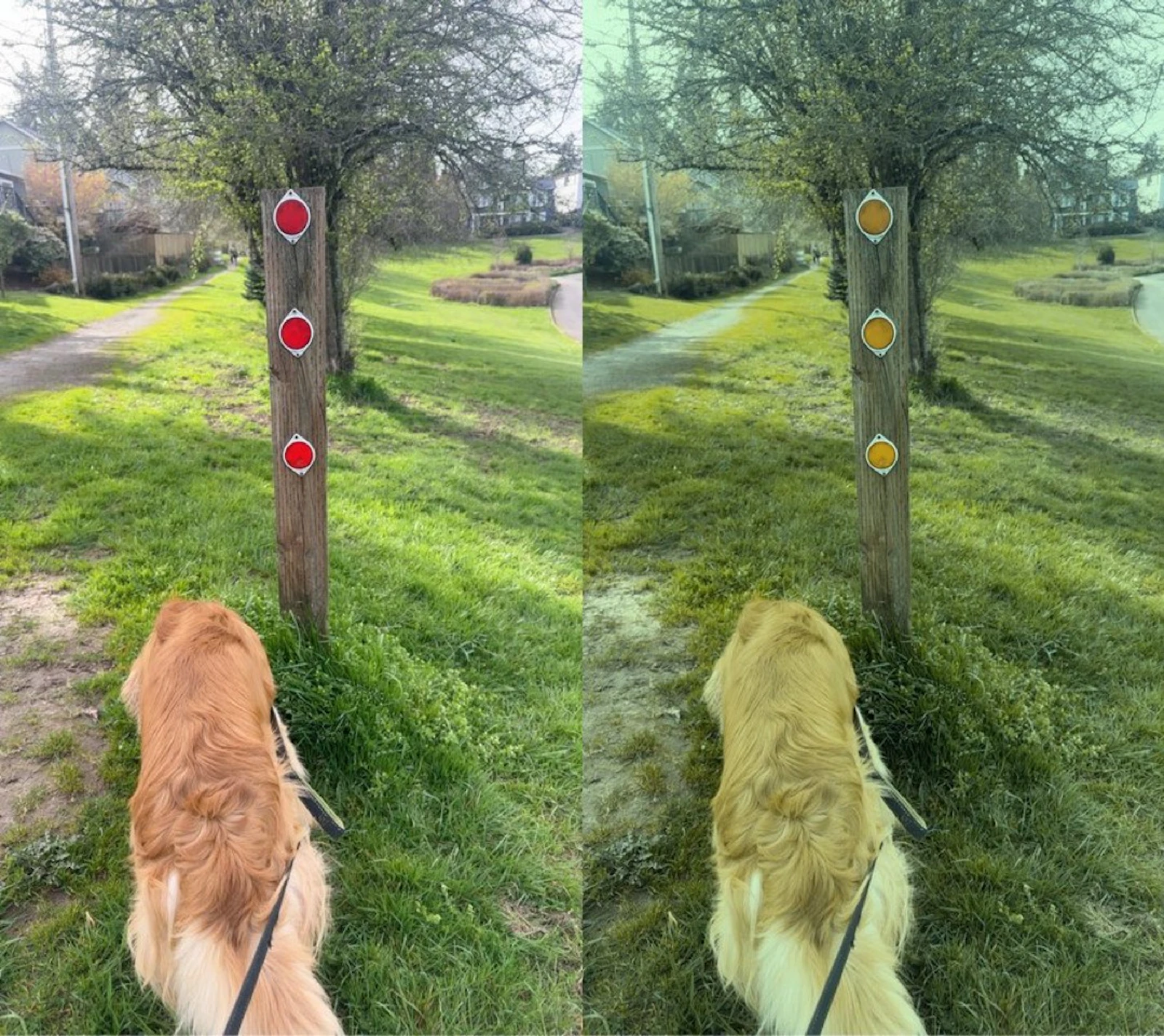 Pawvision screenshot 13