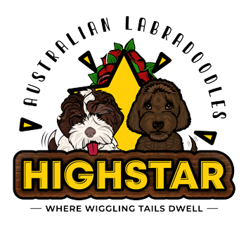 德克萨斯州澳大利亚拉布拉多德尔 - 我们有健康且高质量的Labradoodles出售。媒体1