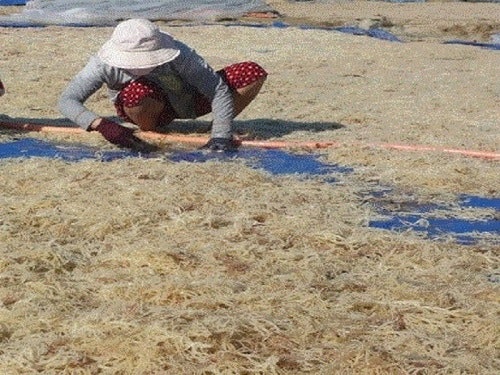 Where to Buy Sea Moss