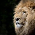 Brave on iOS