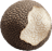 Truffle