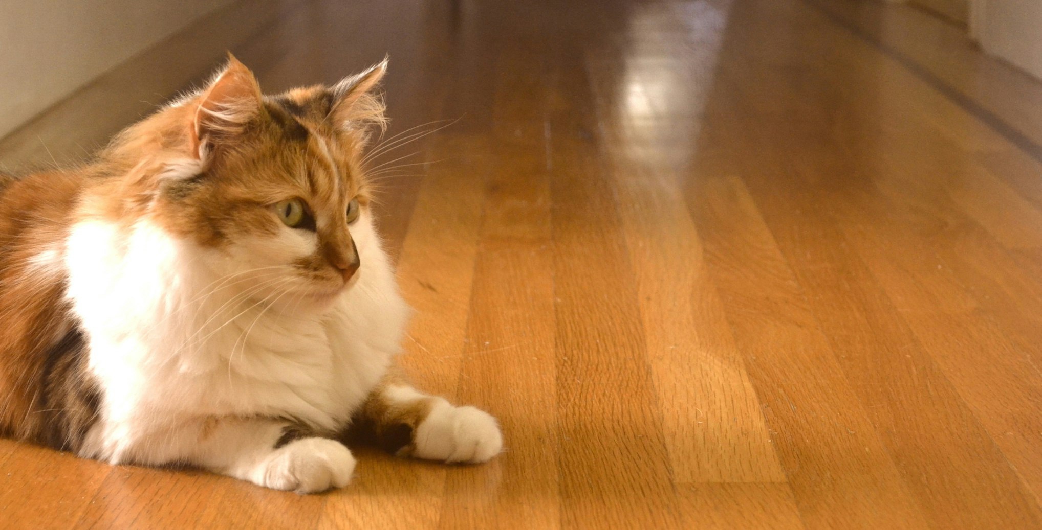 Meowtel gallery image