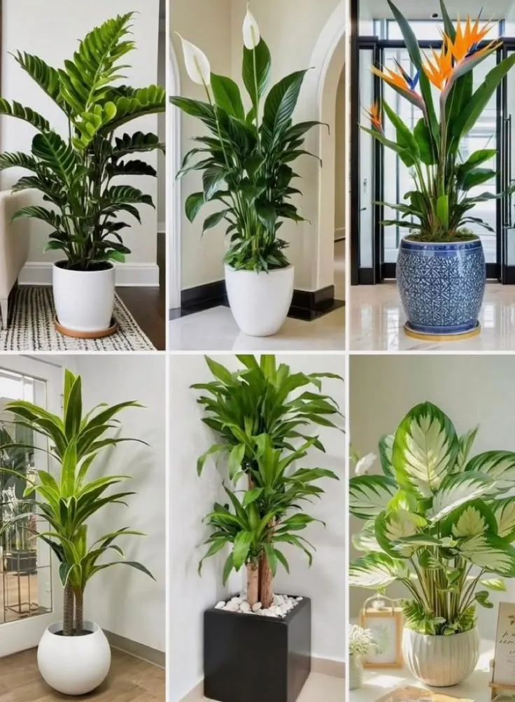 Mahraj Landscaping | Indoor Plants gallery image