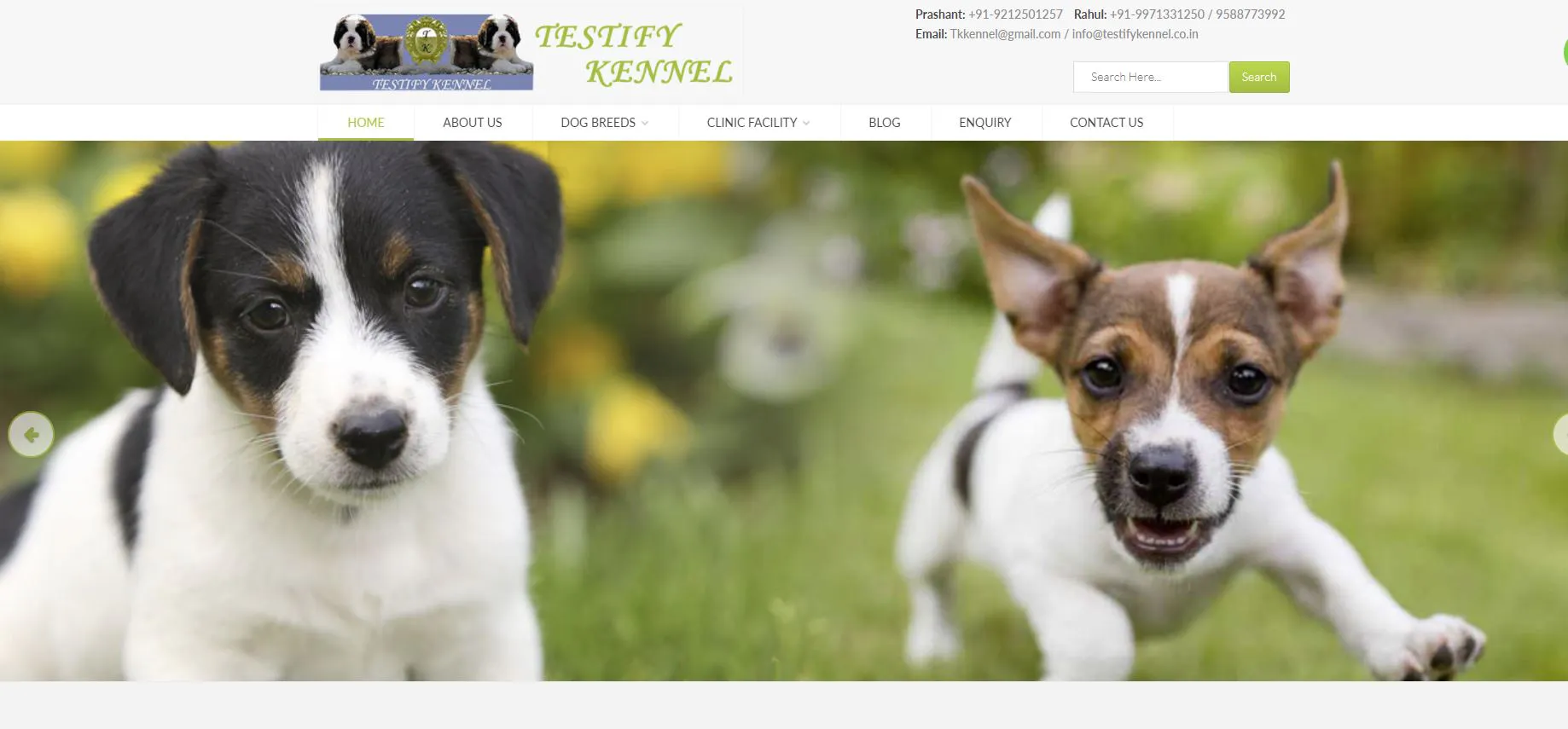  Puppies For Sale In Delhi |Testify Shop gallery image