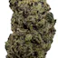 GDP X Blue Sherb (Hybrid/Indica)