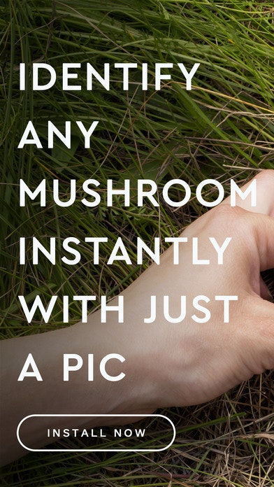 Mushroom gallery image