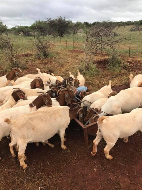 Livestock & poultry sale +27631521991 gallery image