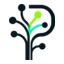 Phloem