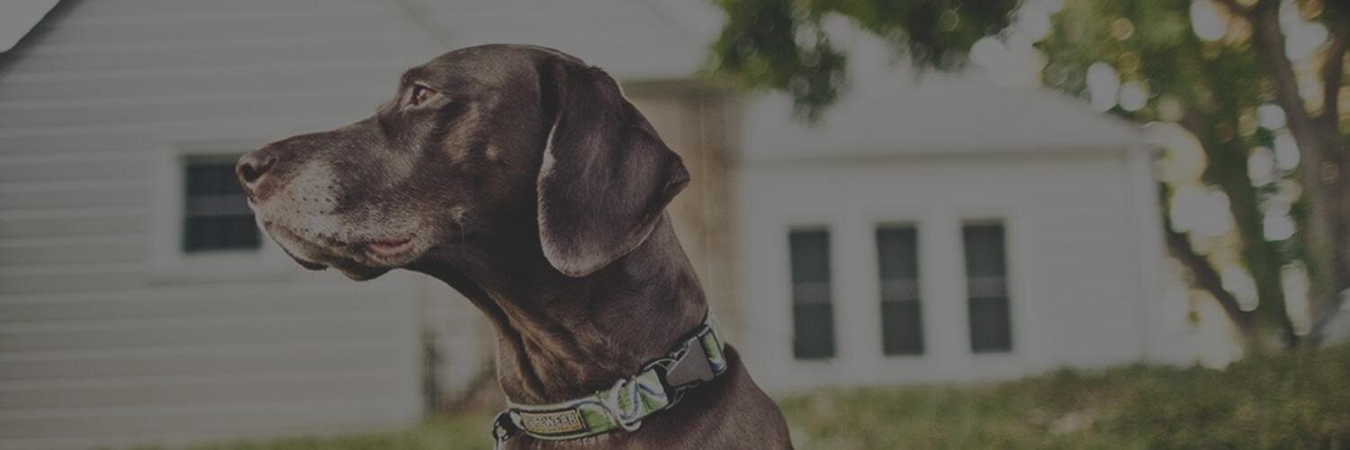 ProductHunt banner for @pack