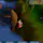 Old School Runescape