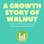 Growth Study of Walnut